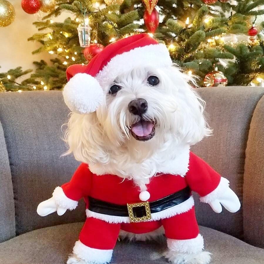 Santa Dog Costume - Pet Outfit with Hat
