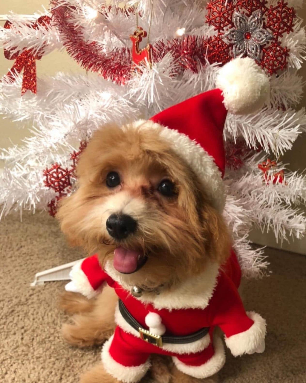 Santa Dog Costume - Pet Outfit with Hat