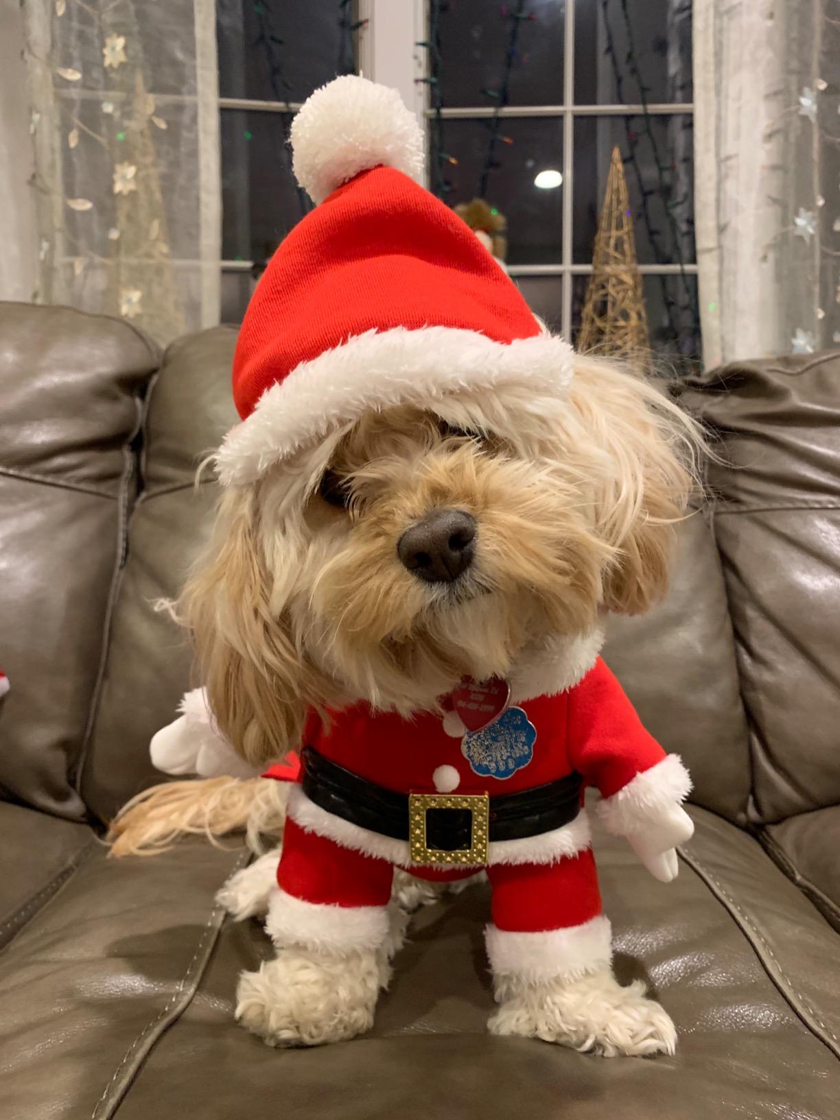 Santa Dog Costume - Pet Outfit with Hat