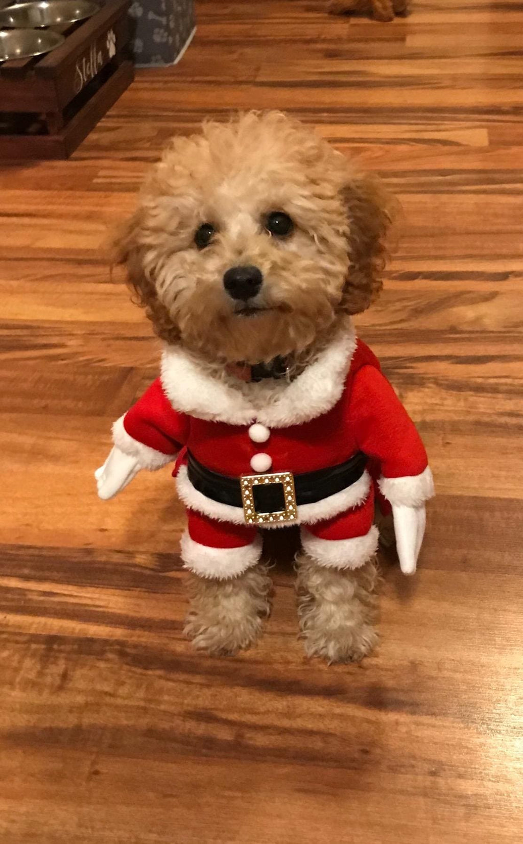 Santa Dog Costume - Pet Outfit with Hat