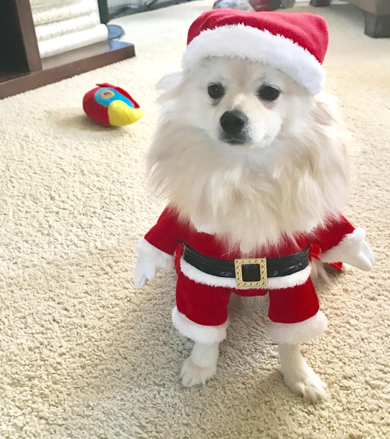 Santa Dog Costume - Pet Outfit with Hat