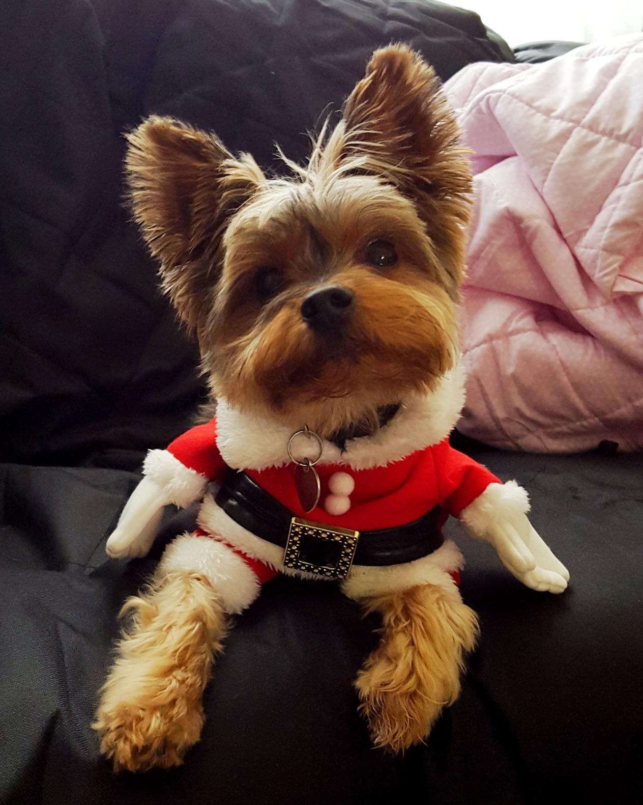 Santa Dog Costume - Pet Outfit with Hat