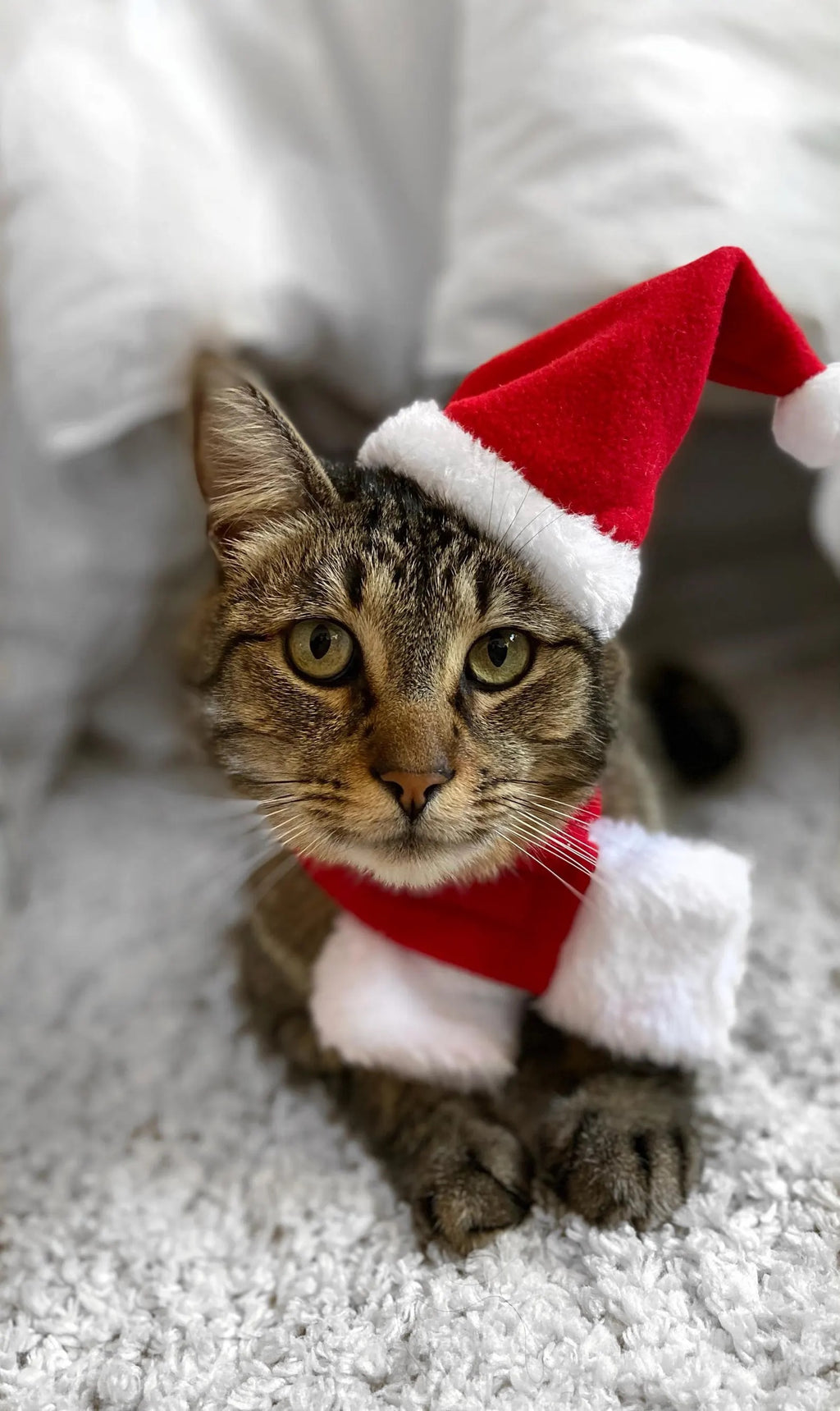 Santa Cat Costume - Hat and Scarf