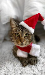 Santa Cat Costume - Hat and Scarf