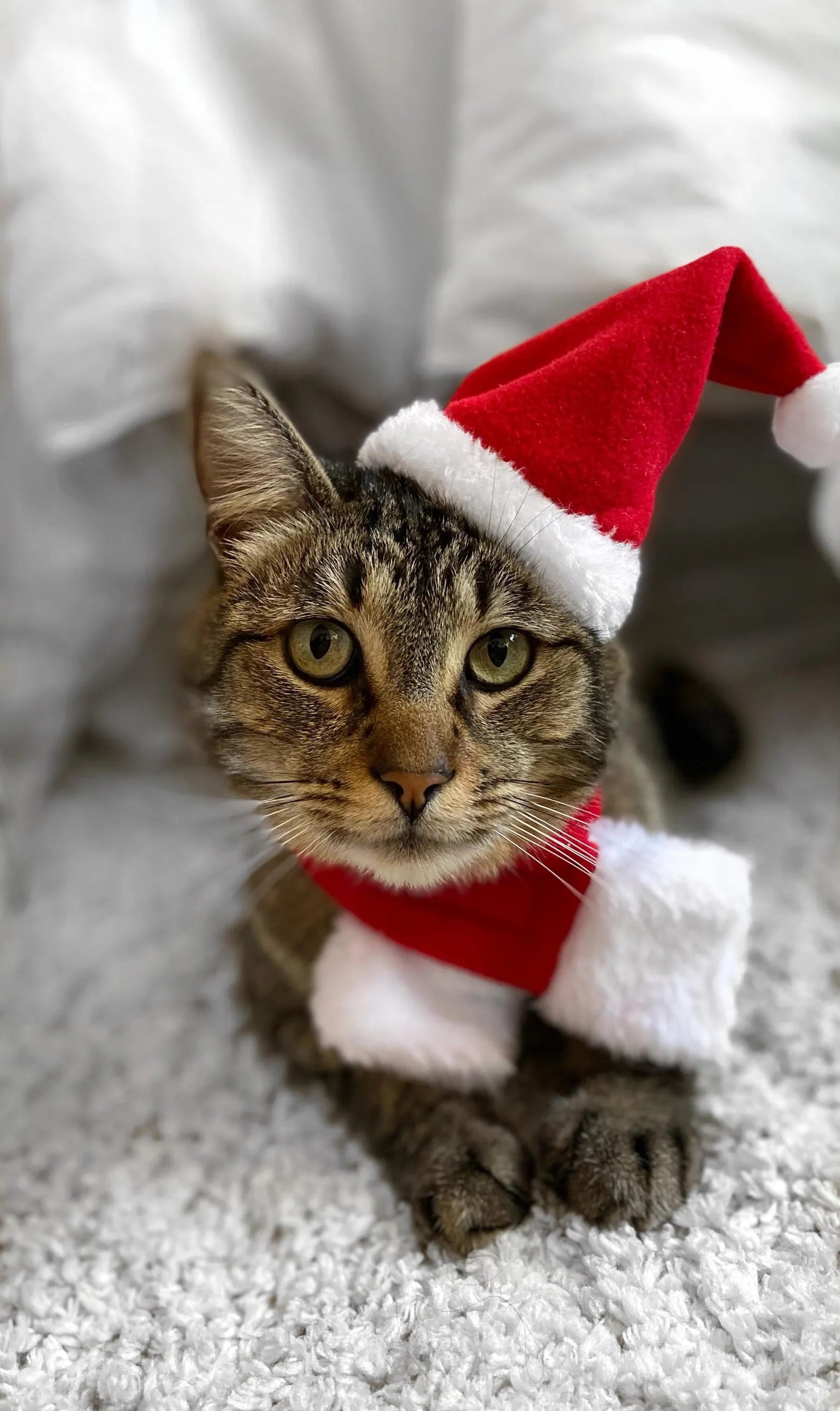 Santa Cat Costume - Hat and Scarf