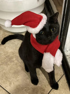 Santa Cat Costume - Hat and Scarf