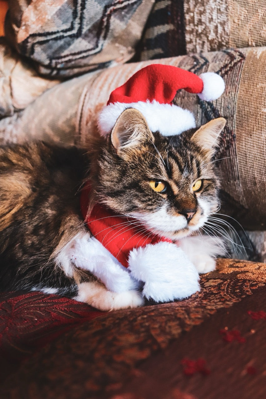 Santa Cat Costume - Hat and Scarf