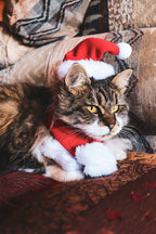 Santa Cat Costume - Hat and Scarf