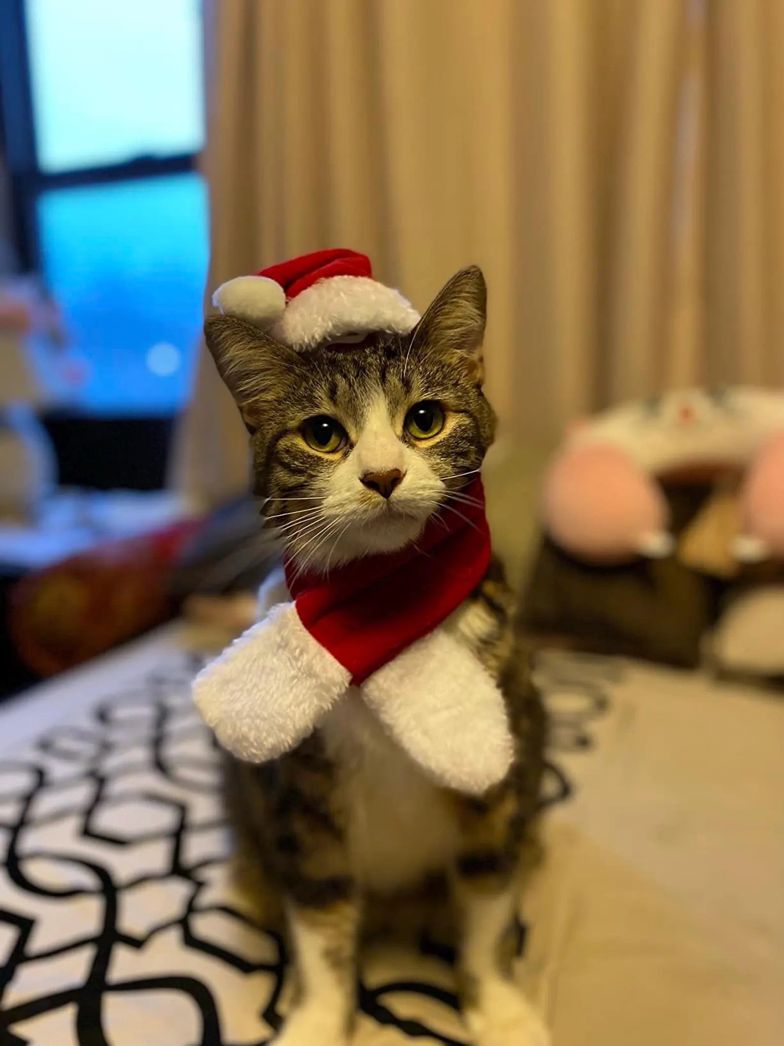 Santa Cat Costume - Hat and Scarf