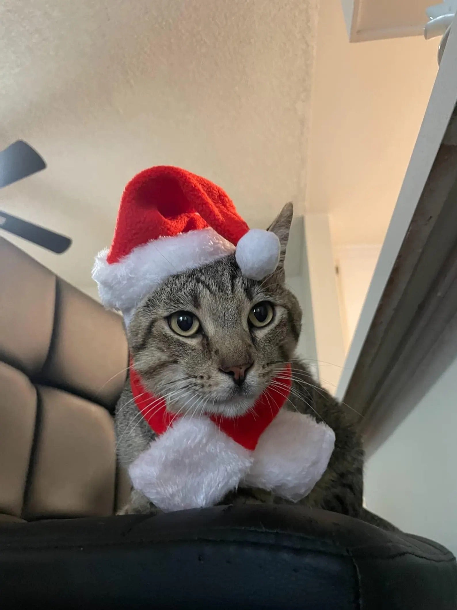 Santa Cat Costume - Hat and Scarf