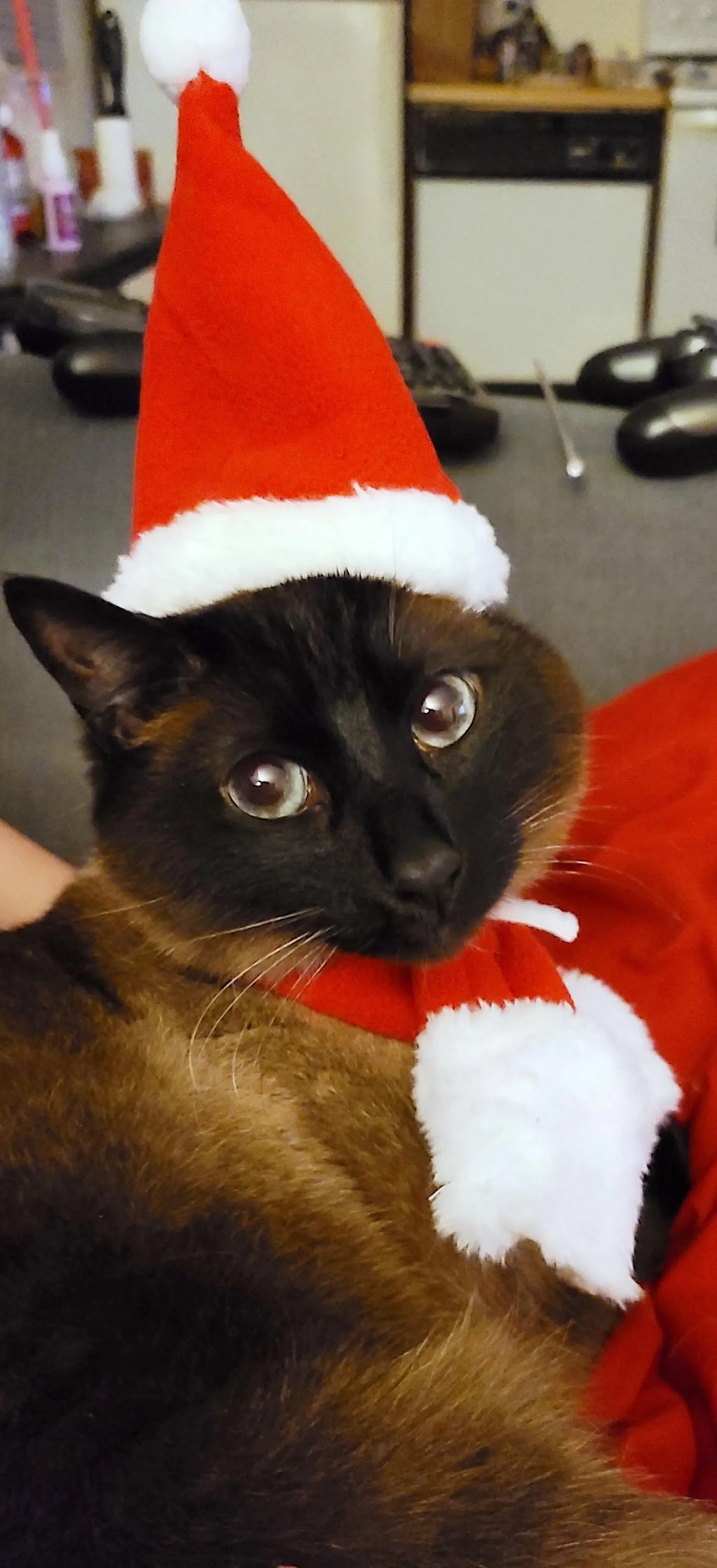 Santa Cat Costume - Hat and Scarf
