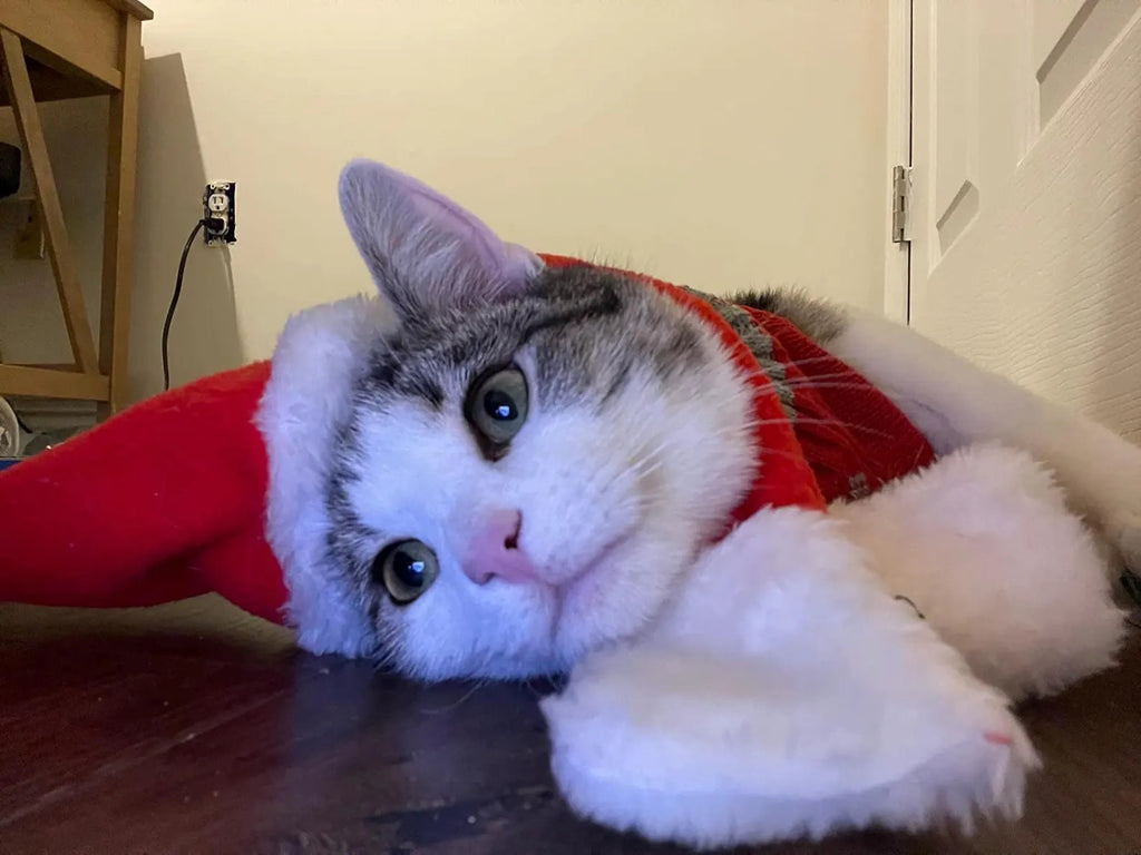 Santa Cat Costume - Hat and Scarf