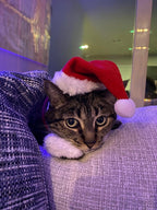 Santa Cat Costume - Hat and Scarf