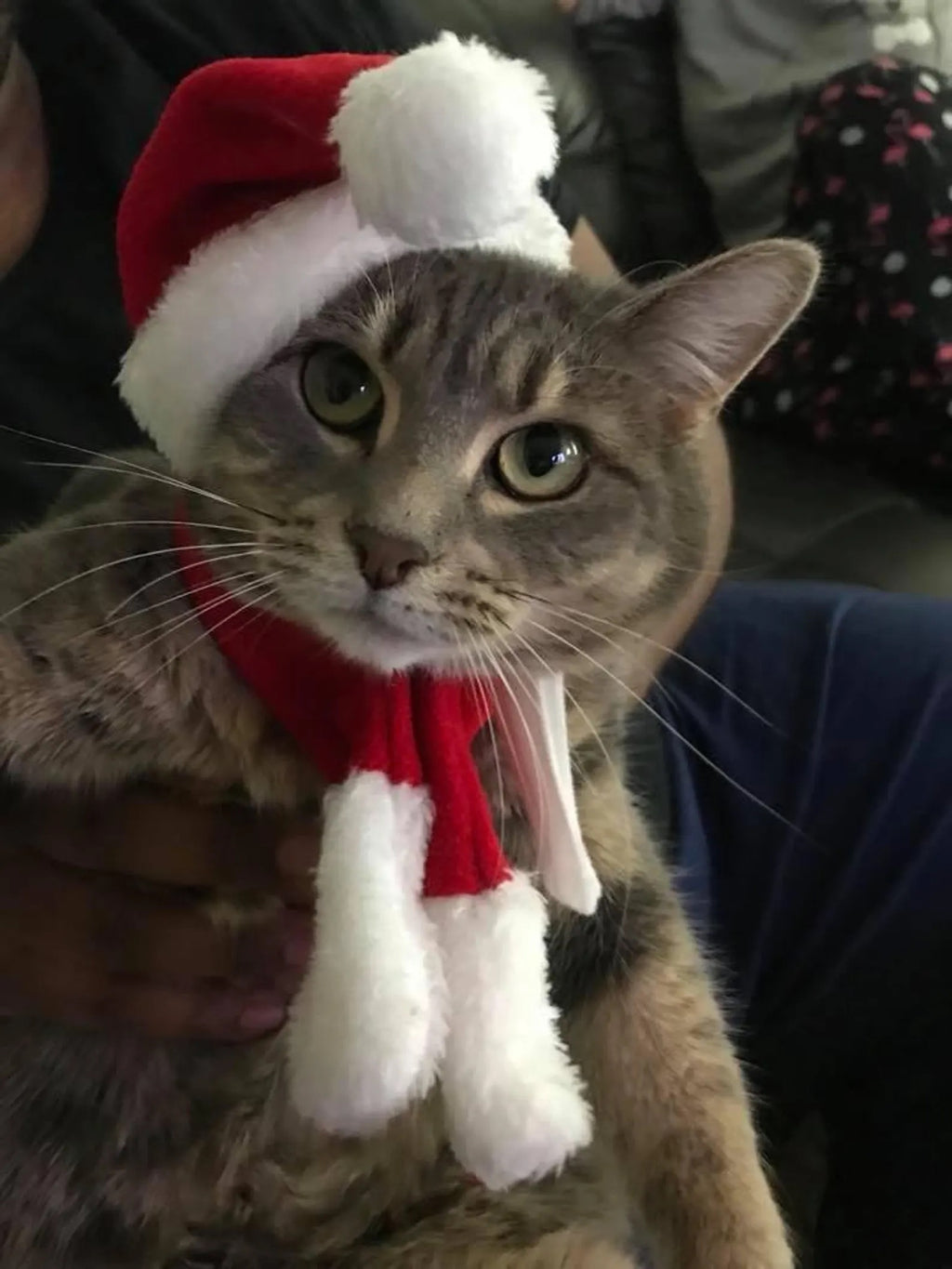 Santa Cat Costume - Hat and Scarf