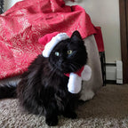 Santa Cat Costume - Hat and Scarf