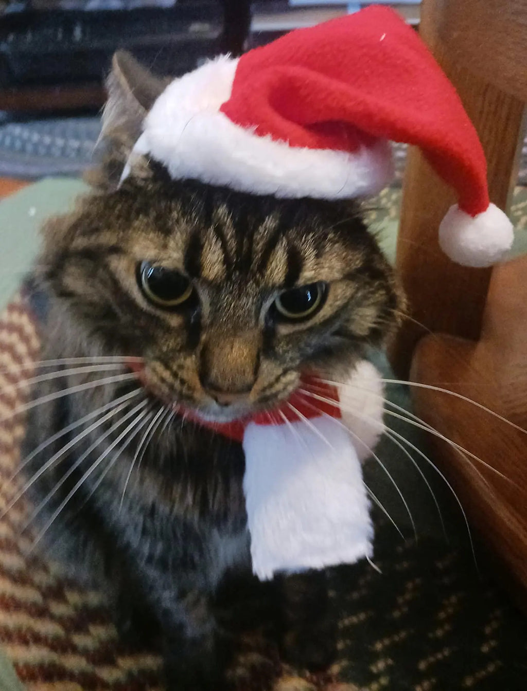 Santa Cat Costume - Hat and Scarf