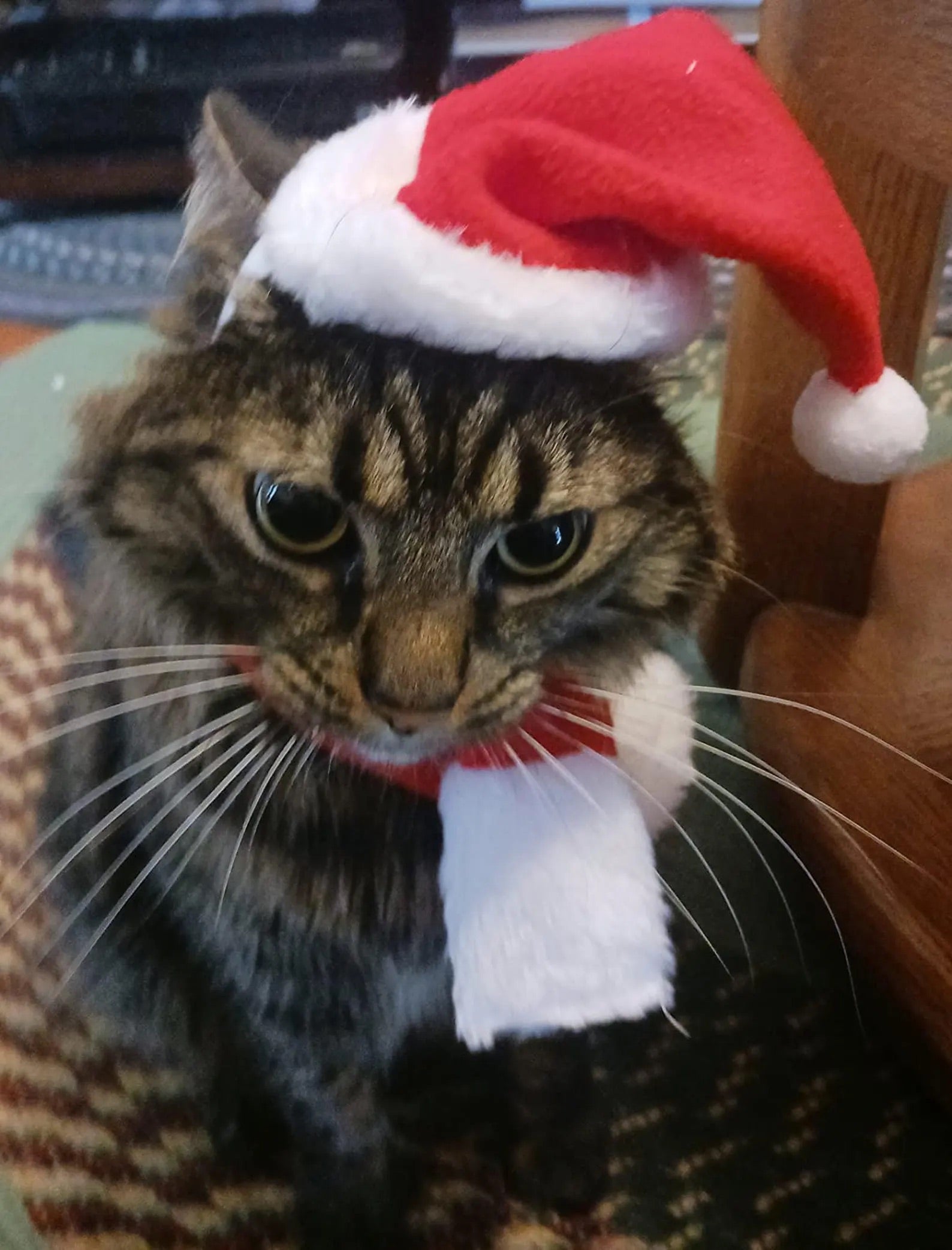 Santa Cat Costume - Hat and Scarf