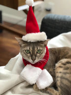 Santa Cat Costume - Hat and Scarf