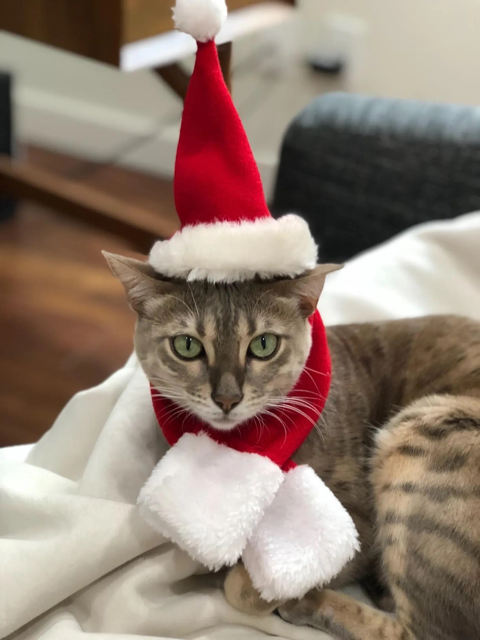 Santa Cat Costume - Hat and Scarf