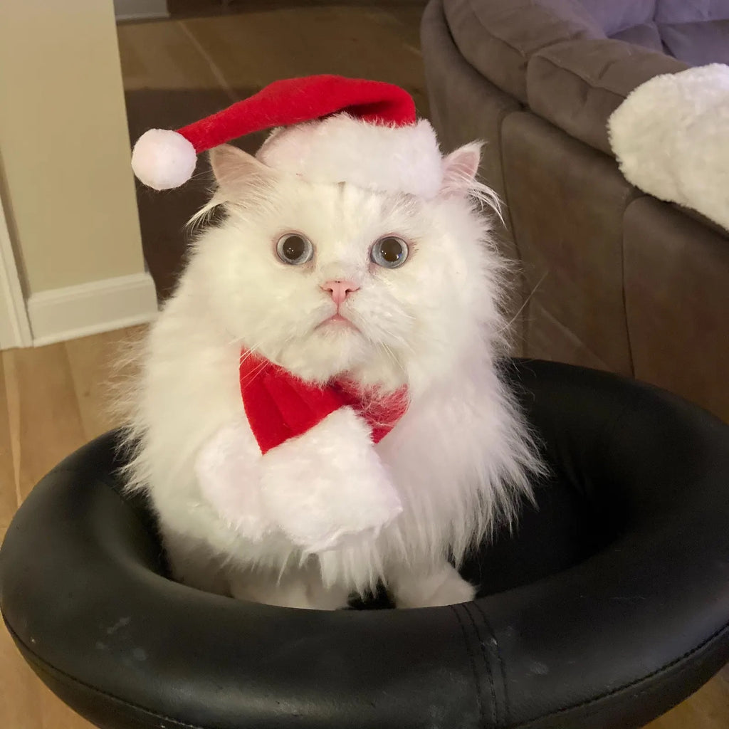 Santa Cat Costume - Hat and Scarf