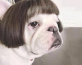 Funny Pet Wig: Trimmable Costume Wig for Dogs & Cats
