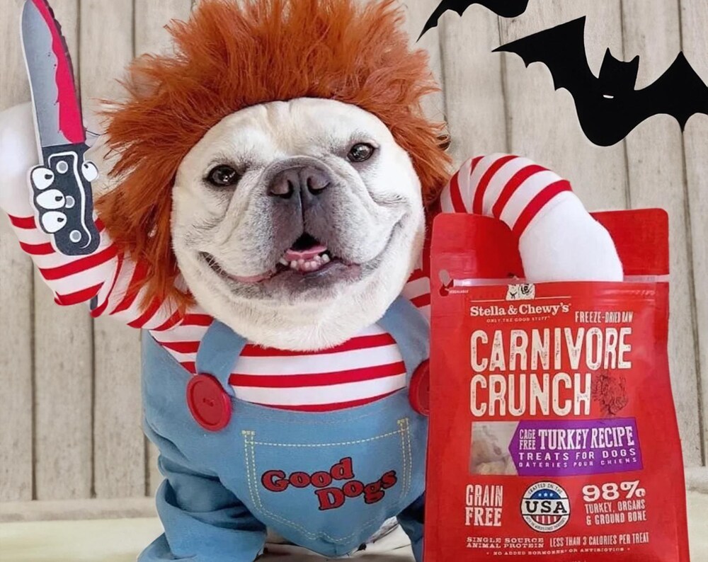 Spooky Pet Halloween Costume