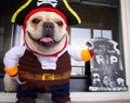 Funny Pirate Pet Costume - Halloween Outfit for Dogs & Cats