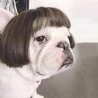 Pet Halloween Costume for Dogs & Cats - Funny Pet Wig – Hilarious Costume Wig – Pet Wig for Parties and Photos - Trimmable Pet Wig