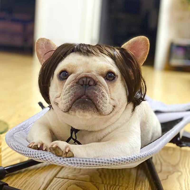 Pet Halloween Costume for Dogs & Cats - Funny Pet Wig – Hilarious Costume Wig – Pet Wig for Parties and Photos - Trimmable Pet Wig