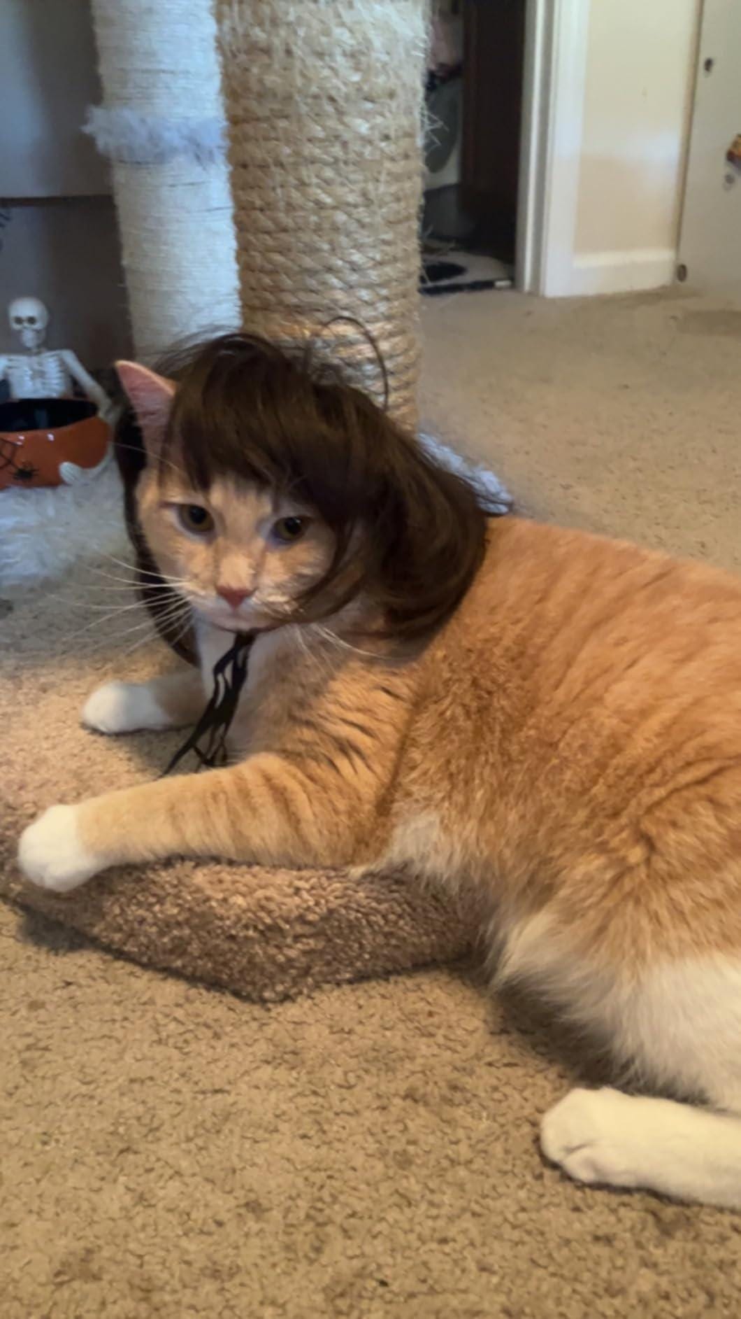 Pet Halloween Costume for Dogs & Cats - Funny Pet Wig – Hilarious Costume Wig – Pet Wig for Parties and Photos - Trimmable Pet Wig