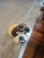 Pet Halloween Costume for Dogs & Cats - Funny Pet Wig – Hilarious Costume Wig – Pet Wig for Parties and Photos - Trimmable Pet Wig