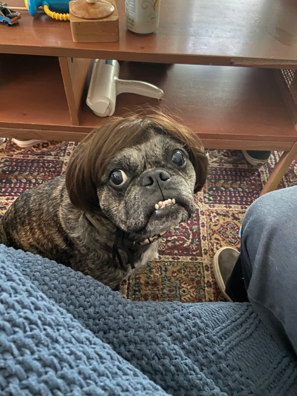 Pet Halloween Costume for Dogs & Cats - Funny Pet Wig – Hilarious Costume Wig – Pet Wig for Parties and Photos - Trimmable Pet Wig