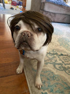 Pet Halloween Costume for Dogs & Cats - Funny Pet Wig – Hilarious Costume Wig – Pet Wig for Parties and Photos - Trimmable Pet Wig