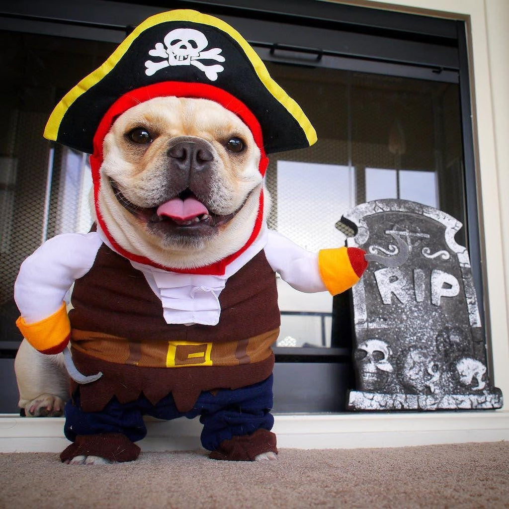 Pirate Halloween Costume for Dogs & Cats – Funny Pet Outfit – Cat Pirate Costume – Dog Halloween Costume