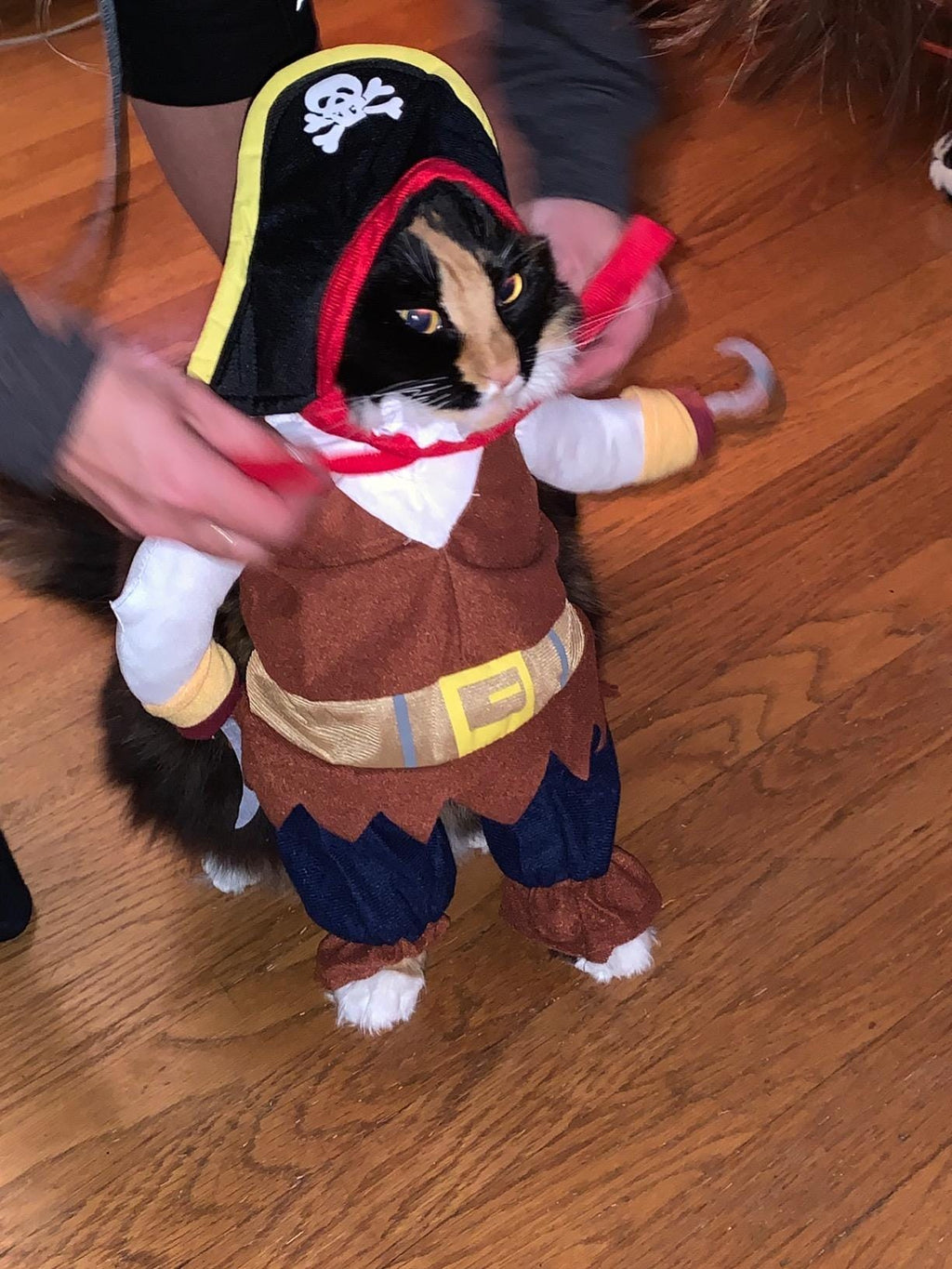 Pirate Halloween Costume for Dogs & Cats – Funny Pet Outfit – Cat Pirate Costume – Dog Halloween Costume
