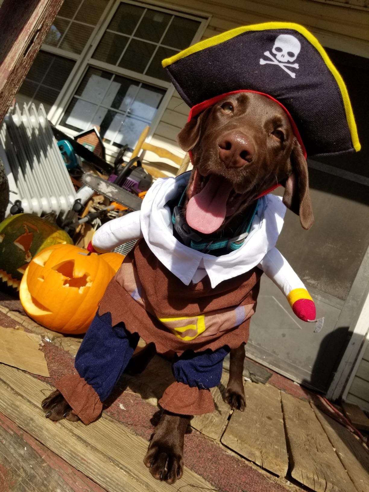 Pirate Halloween Costume for Dogs & Cats – Funny Pet Outfit – Cat Pirate Costume – Dog Halloween Costume
