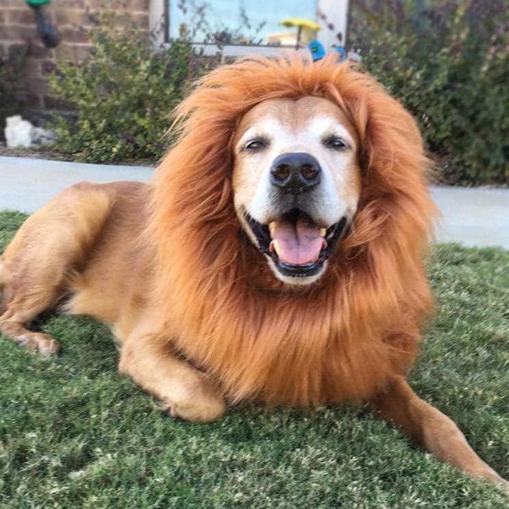 Dog Halloween Lion Costume – Funny Pet Costume for Medium-Large Dogs – Realistic Lion Mane – Halloween Pet Costume – Dog Dress Up