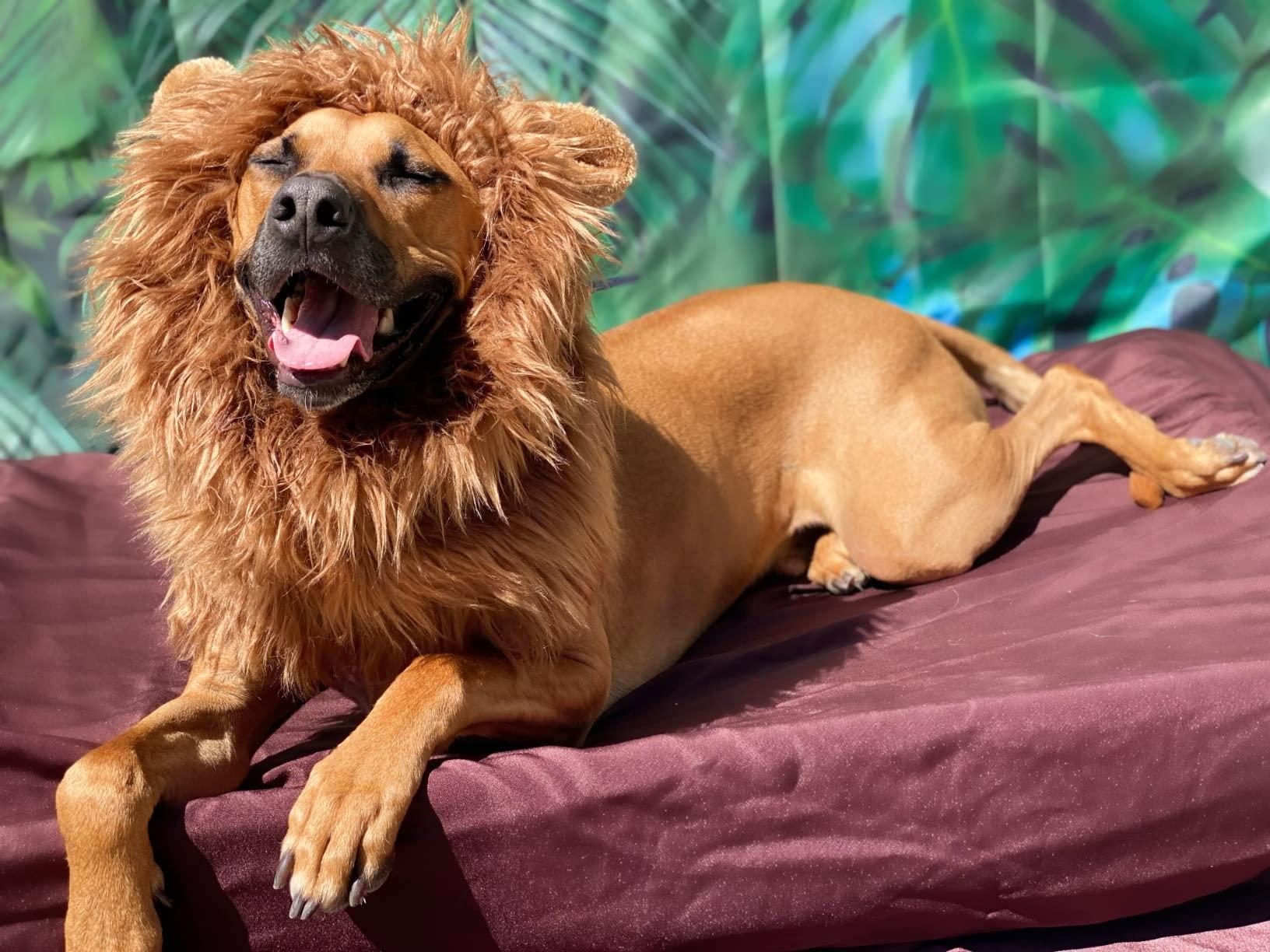 Dog Halloween Lion Costume – Funny Pet Costume for Medium-Large Dogs – Realistic Lion Mane – Halloween Pet Costume – Dog Dress Up