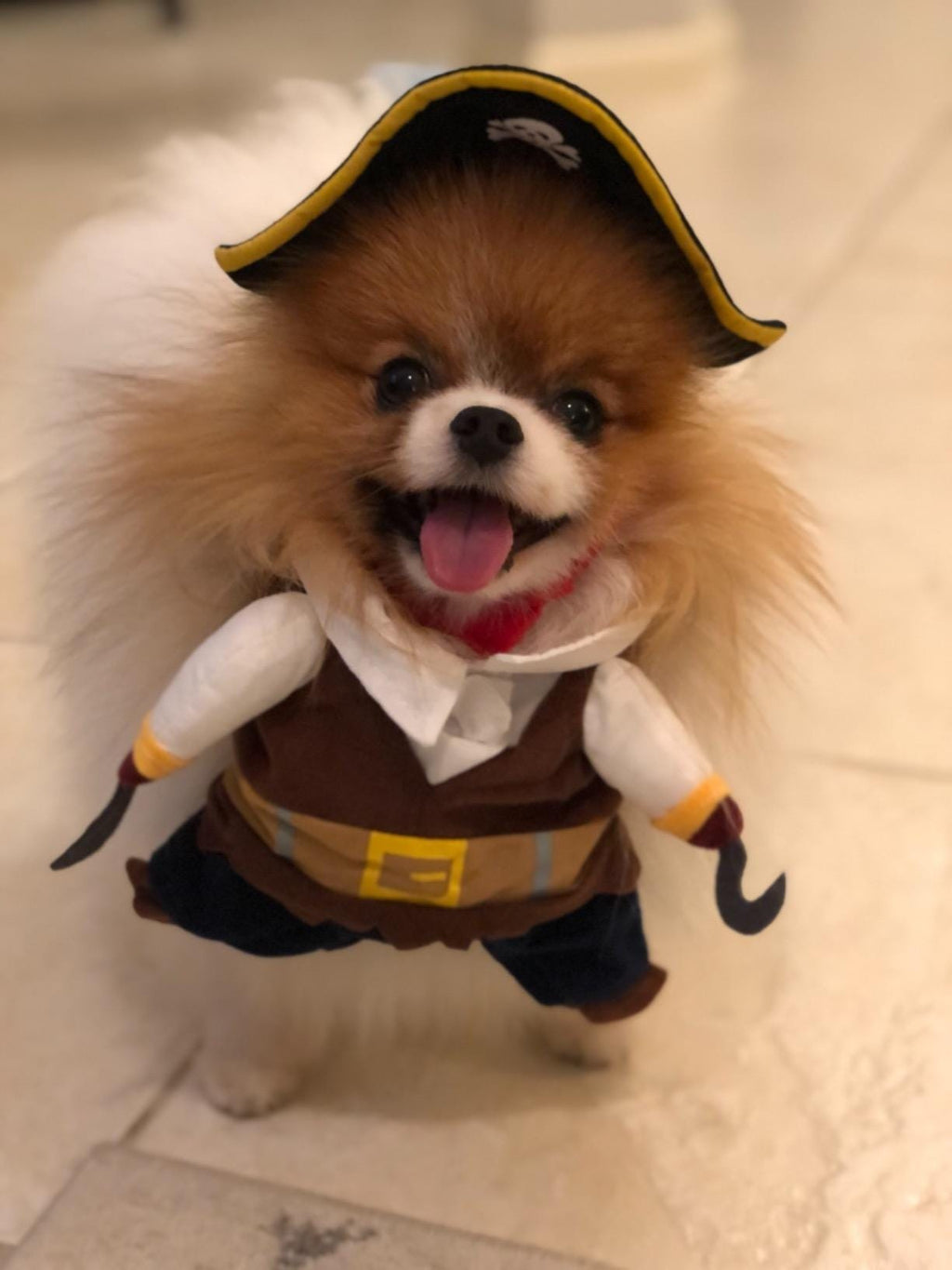 Pirate Halloween Costume for Dogs & Cats – Funny Pet Outfit – Cat Pirate Costume – Dog Halloween Costume