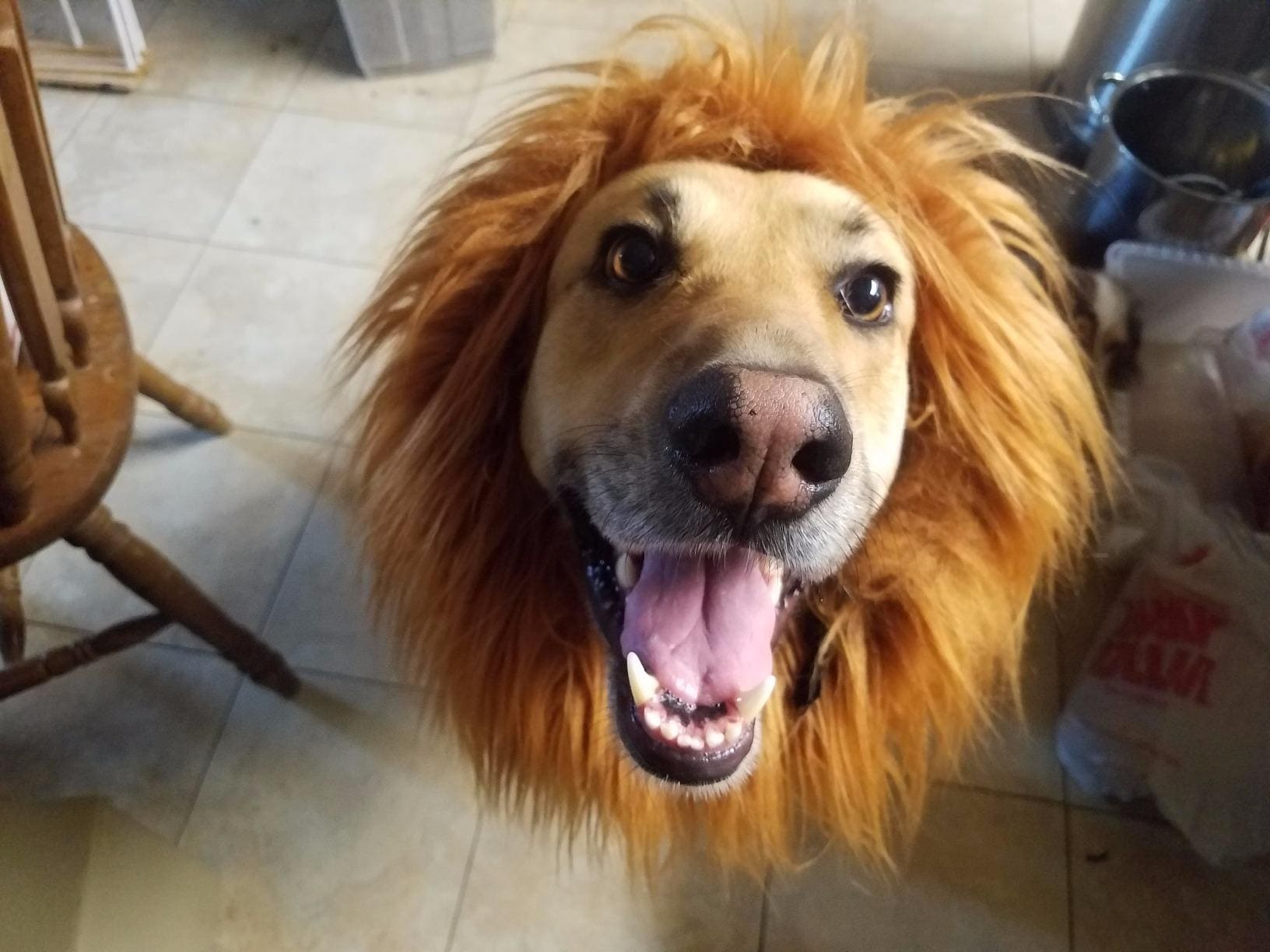 Dog Halloween Lion Costume – Funny Pet Costume for Medium-Large Dogs – Realistic Lion Mane – Halloween Pet Costume – Dog Dress Up