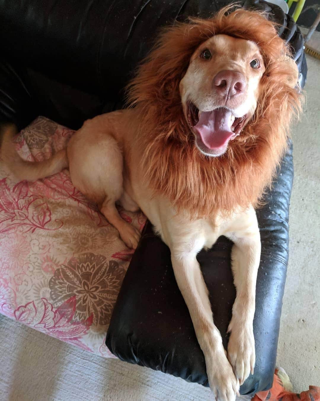 Dog Halloween Lion Costume – Funny Pet Costume for Medium-Large Dogs – Realistic Lion Mane – Halloween Pet Costume – Dog Dress Up