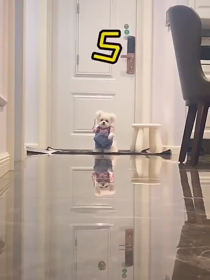 Halloween Pet Costume for Dogs & Cats – Spooky Pet Outfit – Funny Pet Costume – Cat Halloween Outfit