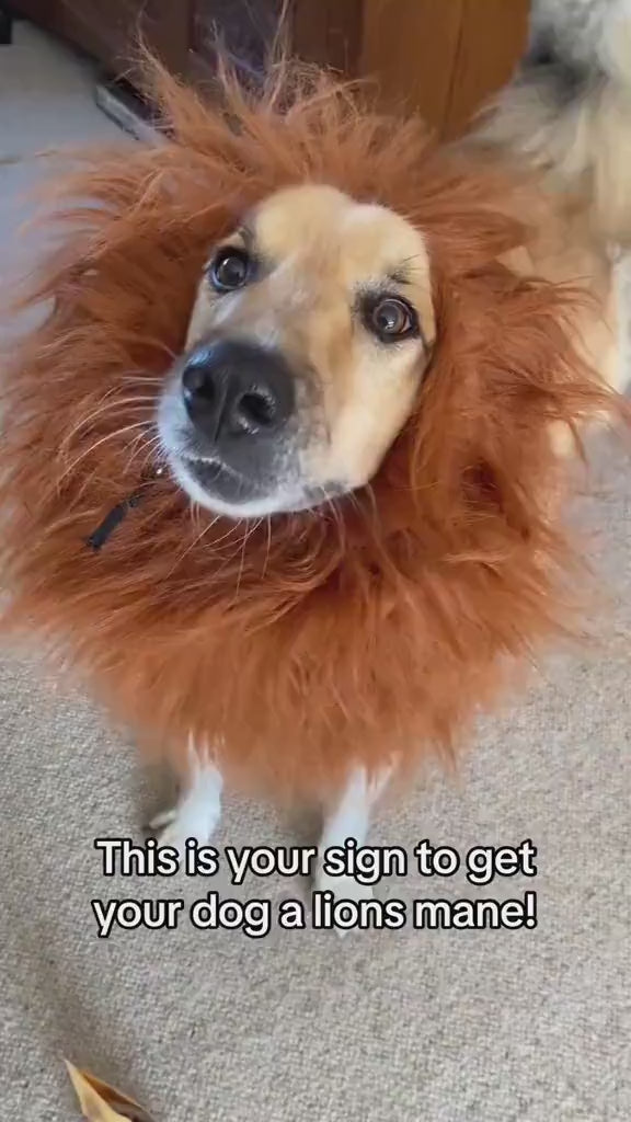 Dog Halloween Lion Costume – Funny Pet Costume for Medium-Large Dogs – Realistic Lion Mane – Halloween Pet Costume – Dog Dress Up