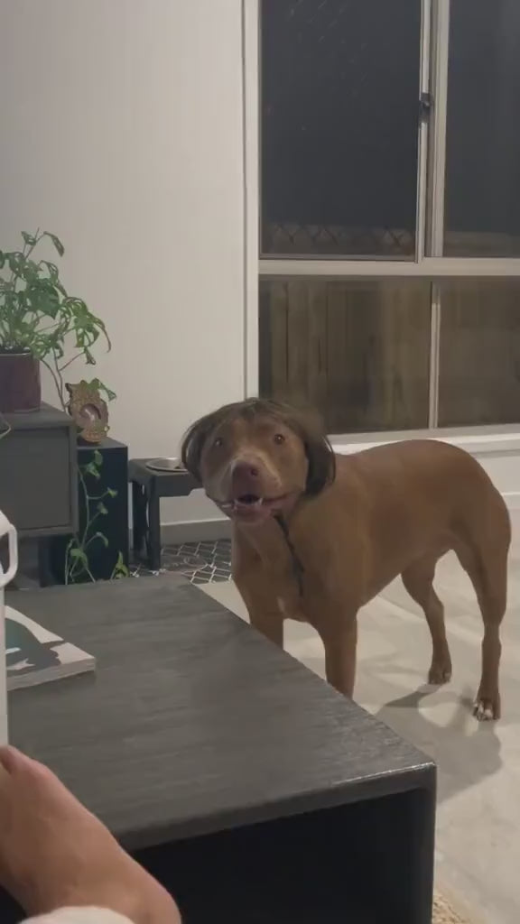 Pet Halloween Costume for Dogs & Cats - Funny Pet Wig – Hilarious Costume Wig – Pet Wig for Parties and Photos - Trimmable Pet Wig